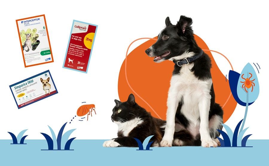 Illustration of a cat and dog