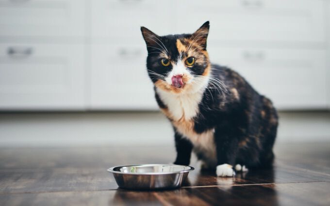 cat having milk