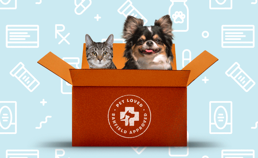 a cat and dog in an orange box