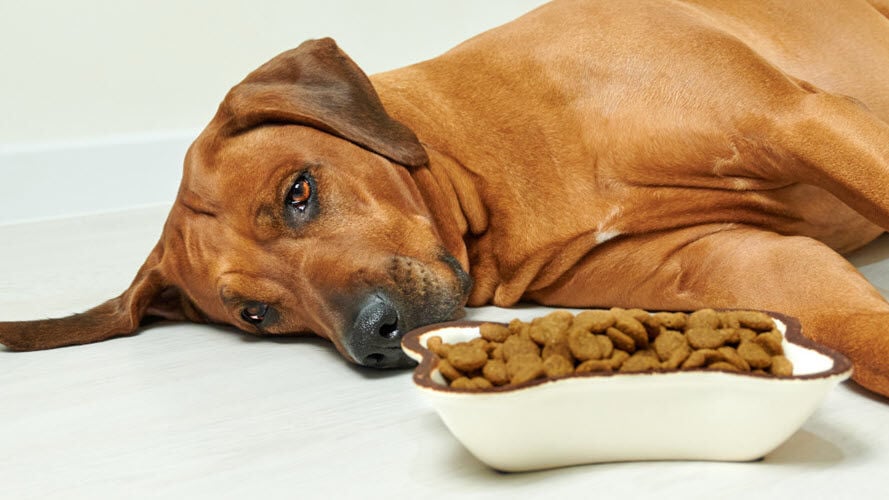 A dog lying on its side next to a bowl of food