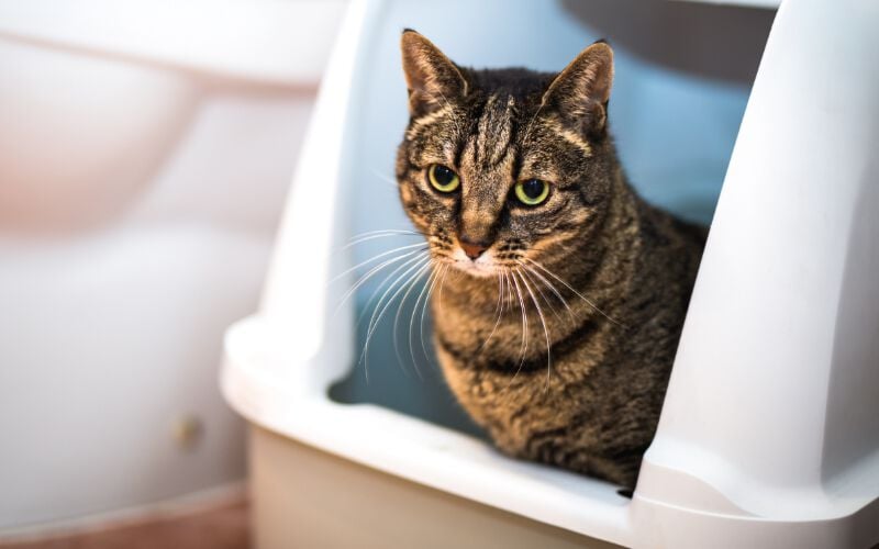 a cat in a litter box
