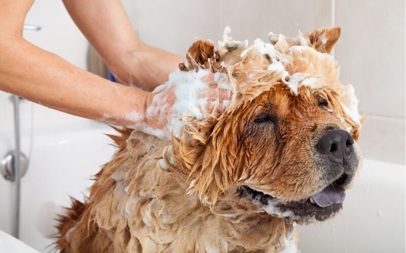 a dog getting a bath