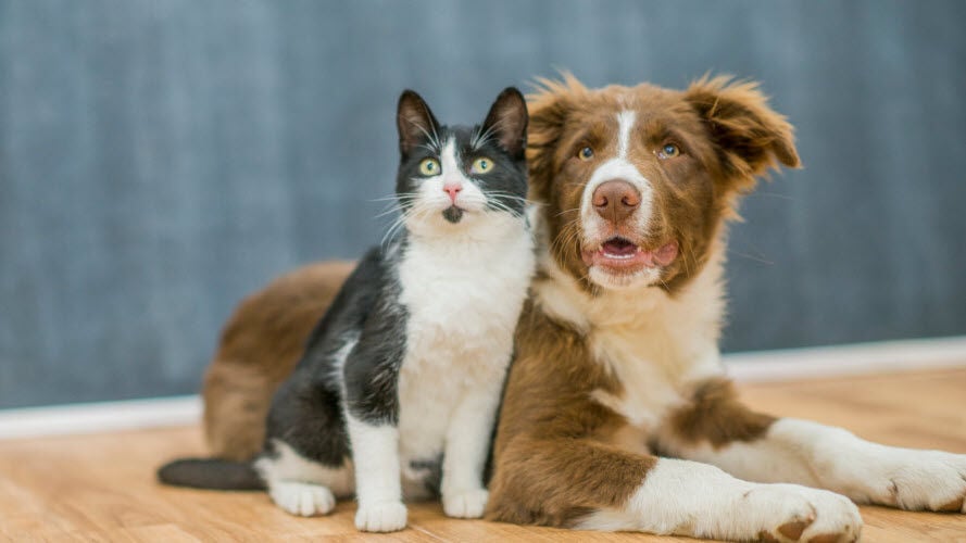 A dog and a cat sitting together