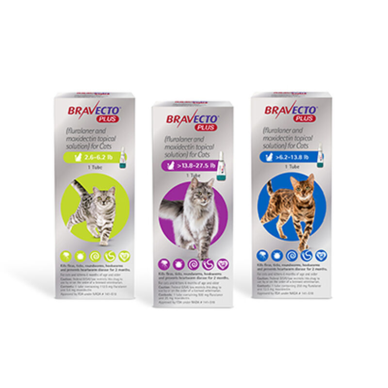 Bravecto&reg; Plus Topical for Cats image number NaN