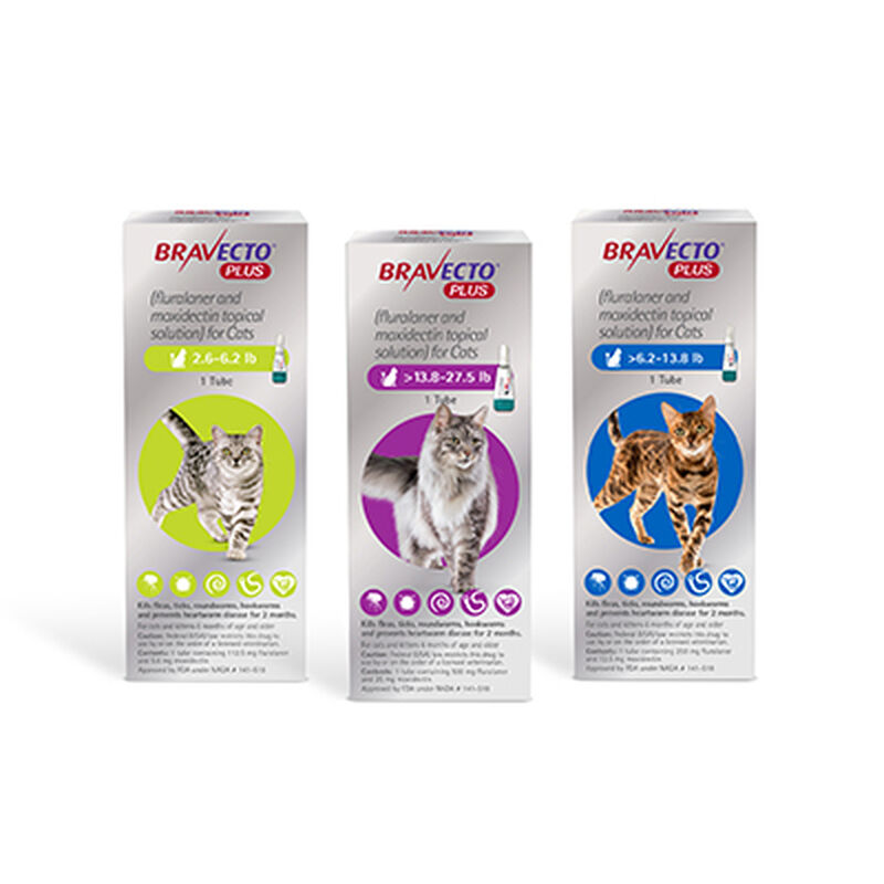 Bravecto® Plus Topical for Cats image number NaN