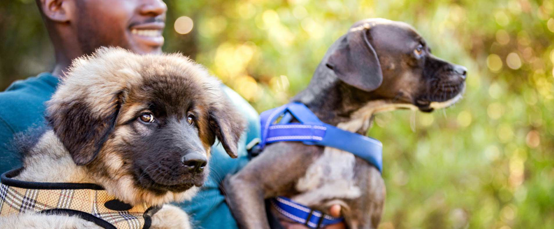 owner holding dogs