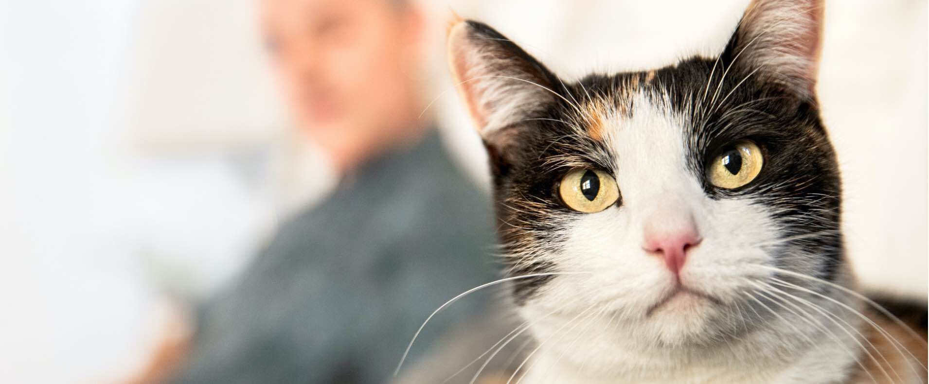 cat looking at the camera