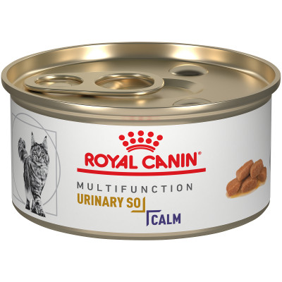 chihuahua muzzle