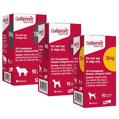 Arthritis Pain Relief Medication Supplements for Dogs Cats